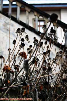 IMG_ (11345)